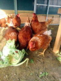 �����C���[�W